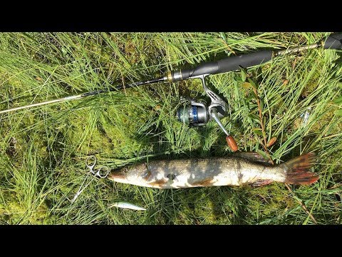 Видео: Megabass Vision 95Q-Go в этот день выручил по полной