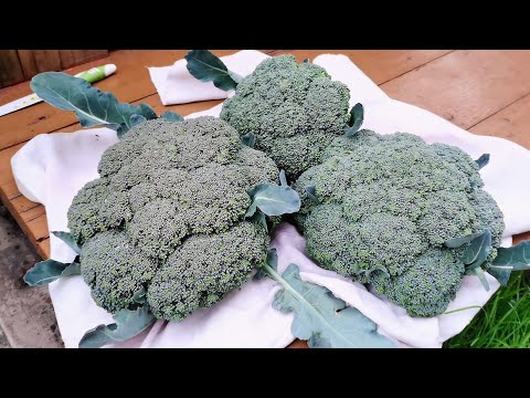 Видео: КАПУСТА БРОККОЛИ - СОВЕТЫ ДЛЯ БОЛЬШОГО УРОЖАЯ / а помогут обычные ПРИЩЕПКИ