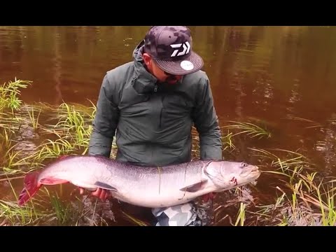 Видео: Про тайменей и снасти для них