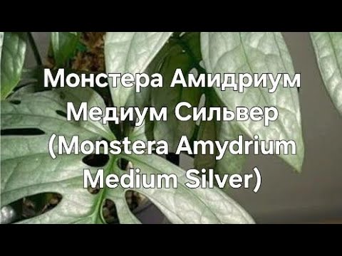 Видео: Монстера Амидриум Медиум Сильвер (Monstera Amydrium Medium Silver)