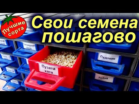 Видео: МАСТЕР-КЛАСС "КАК СОБРАТЬ СЕМЕНА ПОМИДОРОВ"