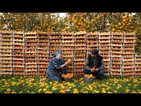 Видео: Сезон Хурмы — Варим Сироп для Зимних Запасов 🍊🔥