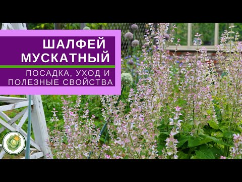 Видео: ШАЛФЕЙ МУСКАТНЫЙ - декоративное и полезное растение// все о посадке и уходе