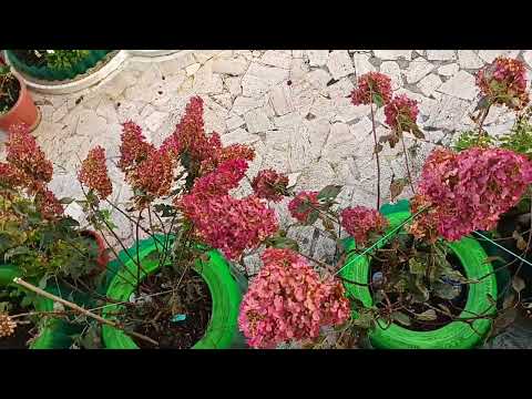 Видео: Последняя встреча с Энрико... Non ho L'eta... Мы плакали навзрыд ...