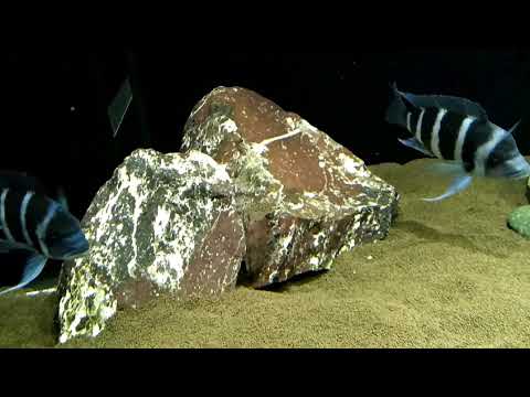 Видео: Кормление рыбок, арованна и фронтозы