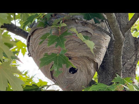Видео: Опасное гнездо шершней удалено из дома