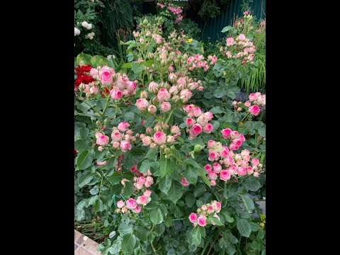 Видео: Як вибрати якісну троянду? Щоб гарно вкорінилася, швидко наростала, рясно квітувала і не хворіла?