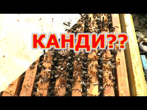 Видео: ПОДКОРМКА КАНДИ на всю зиму? Или как не нужно делать.