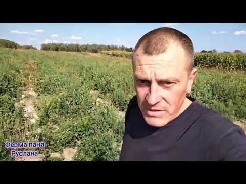 Видео: Нарешті вже продаємо помідори 🍅 і підживлення баклажанів 🍆