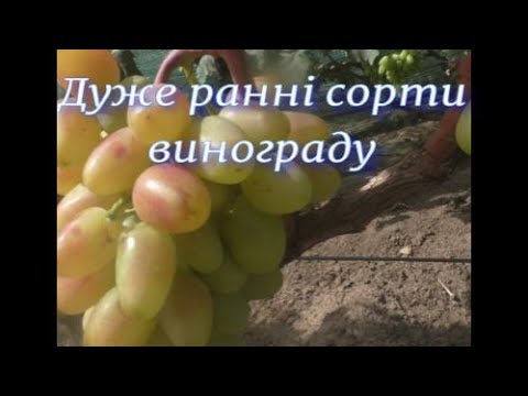 Видео: ТОП Очень ранних сортов винограда 2022 г.(часть №1)