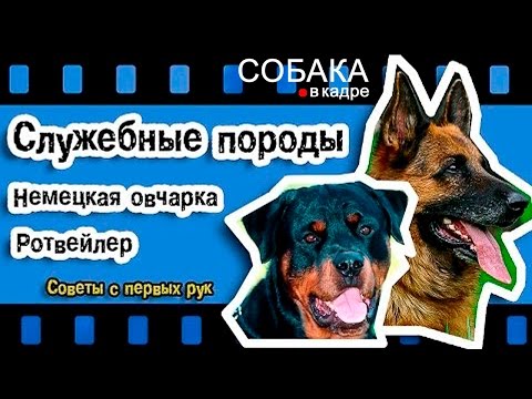 Видео: Немецкая овчарка. Ротвейлер. Советы с первых рук.
