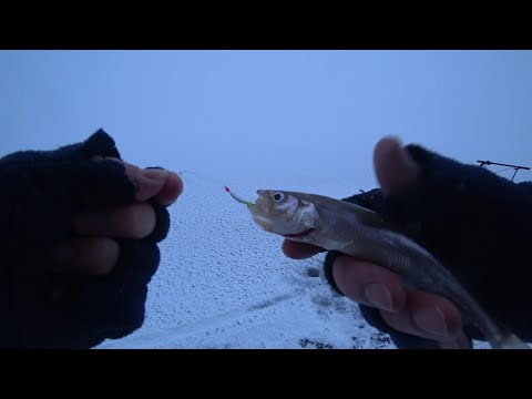 Видео: Корюшка. 08.01.24. Зеленогорск.