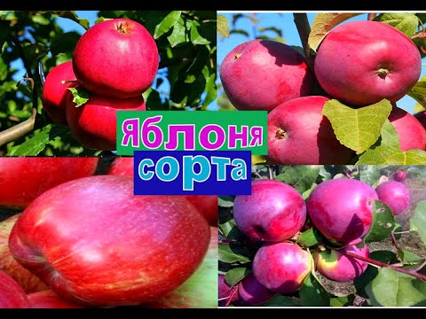 Видео: ЯБЛОНЯ  КОЛЛЕКЦИОННЫЕ СОРТА