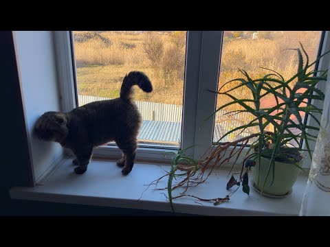 Видео: любуемся с МИТЕЙ утром ФАЗАНОМ а ОН любуется МАТРЁШКАМИ