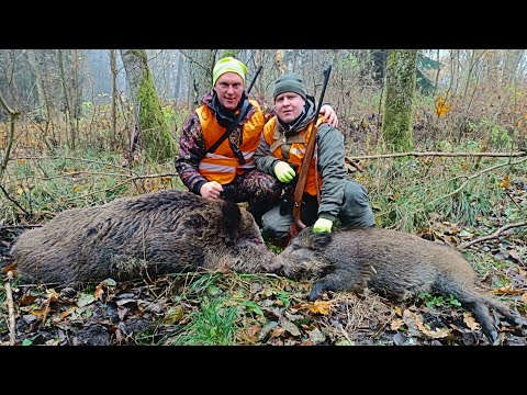 Видео: Загонная ОХОТА 2025. СУПЕР УДАЧНО!