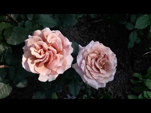 Видео: ✿➽ Новые розы в саду 2022 часть 5 (заключительная)