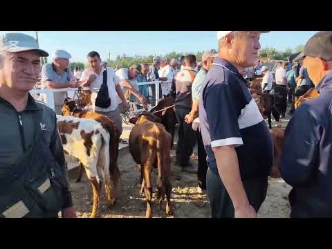 Видео: 31 ИЮЛЬ 2025 ЖЫЛ ХАЛКАБАД МАЛ БАЗАР БАХАЛАРЫ 