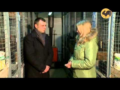 Видео: Породы кур: Виандот, Джирсийский гигант и Билефельдер.Живой дом 128