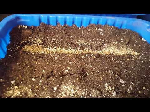 Видео: сеем астры на рассаду.быстрый и легкий способ 100%всхожесть.