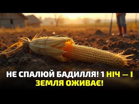 Видео: Не спалюй кукурудзяне бадилля! Старий спосіб, який оживляє землю за одну зиму!