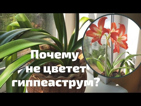 Видео: Почему не цветёт гиппеаструм. Основные ошибки.