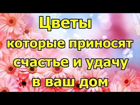 Видео: Цветы, которые приносят счастье в ваш дом.