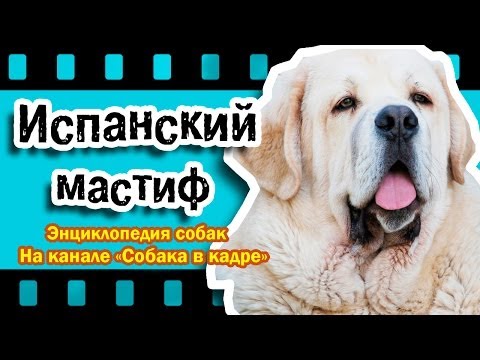 Видео: Испанский мастиф (Молоссы). Энциклопедия пород.