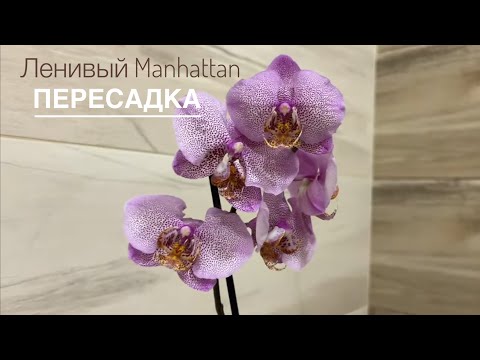 Видео: Phal. Manhattan Прошло 7 месяцев. Нужно, что-то делать!