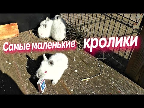 Видео: САМЫЕ МАЛЕНЬКИЕ КРОЛИКИ МЯСНОЙ ПОРОДЫ Кролики содержание и разведение