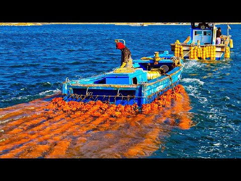 Видео: Как японцы выращивают миллионы морских ананасов - выращивание, сбор и обработка морского ананаса