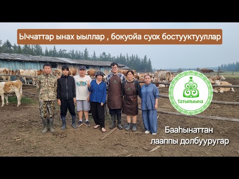 Видео: Ыччаттар ынах ыыллар, бокуойа суох бостууктууллар! Бааһынаттан лааппы долбууругар - 2024