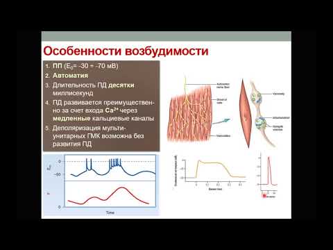 Видео: Физиология мышц. Часть 3. Гладкомышечные клетки