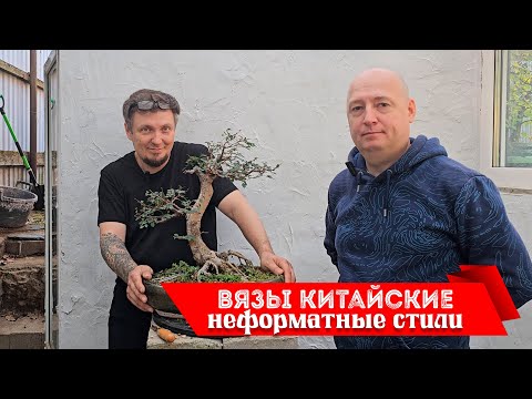 Видео: Вязы китайские: неформатные стили @Studio.Bonsai