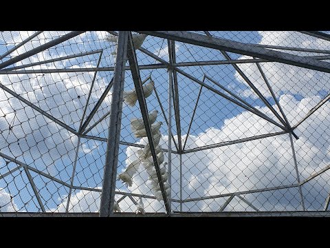 Видео: Дивеевские голуби. 🕊