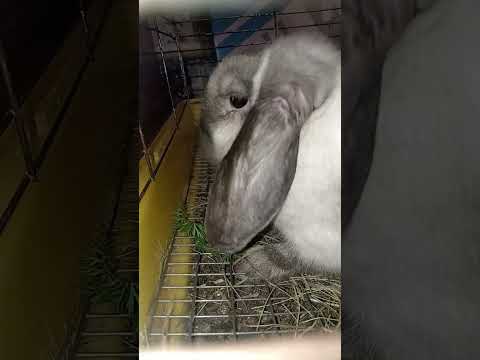 Видео: Дала всем морковку 