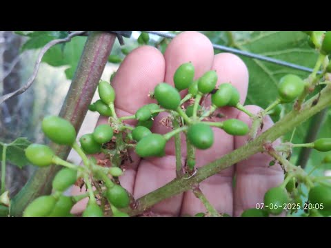 Видео: Уход за виноградом после цветения