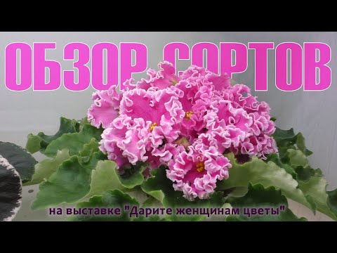 Видео: Ирина Леонидовна Данилина рассказывает о стандартных сортах сенполий на выставке в Доме Фиалки