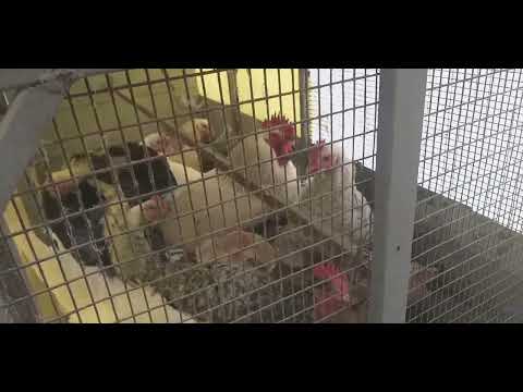 Видео: Строим курятник,чиним машину,идут морозы🥶🥶🥶😇