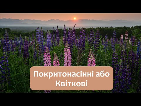 Видео: Біологія 7 клас (Балан). §28 Покритонасінні або Квіткові