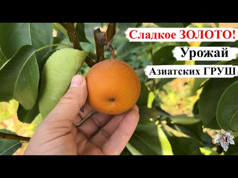 Видео: Сладкое ЗОЛОТО – УРОЖАЙ Азиатских ГРУШ ХОСУ / СЕКУИ / НАШИ