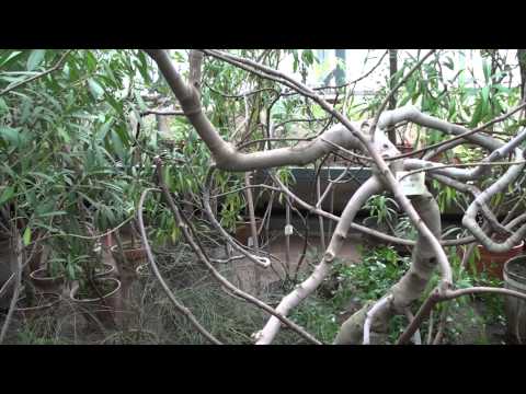 Видео: Субтропический климат. Ботанический сад Санкт-Петербурга