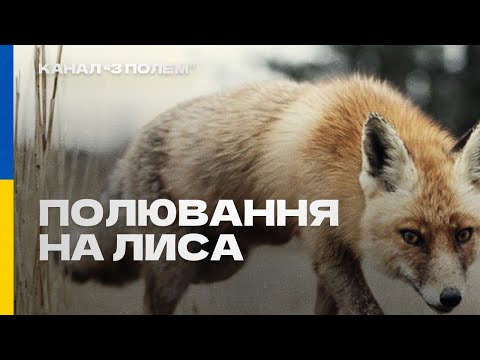 Видео: Полювання на лиса ( 13.02.2022 р.)