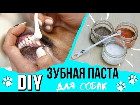 Видео: DIY | ДОМАШНИЕ РЕЦЕПТЫ ЗУБНОЙ ПАСТЫ ДЛЯ СОБАК