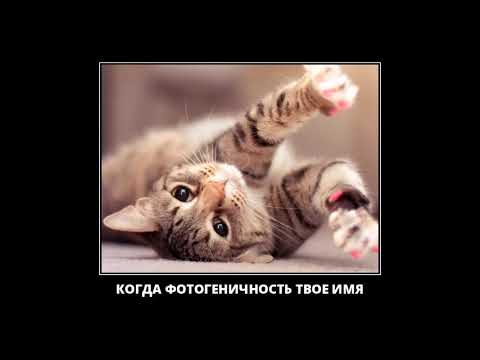 Видео: Веселые картинки. Прикольные коты смешные. Кошки приколы.
