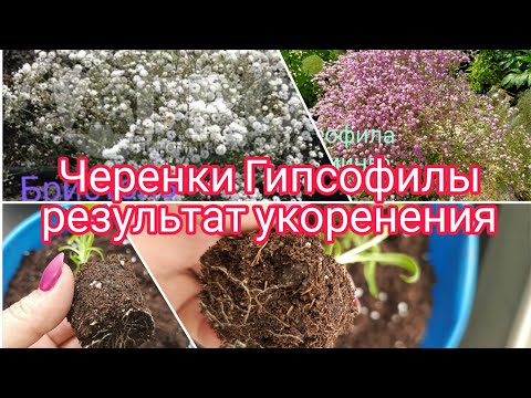 Видео: ГИПСОФИЛА , РЕЗУЛЬТАТ УКОРЕНЕНИЯ ЧЕРЕНКОВ .