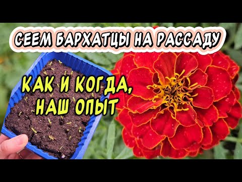 Видео: Посев бархатцев на рассаду: когда и как? Наш опыт