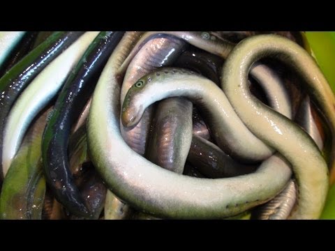 Видео: Готовим Миногу, Минога в желе