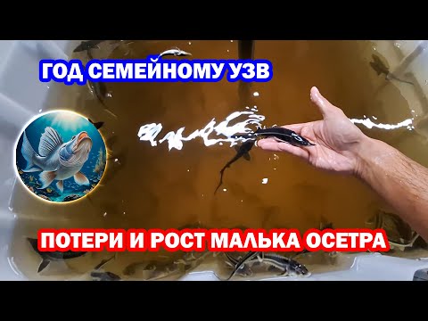 Видео: Год семейному осетровому УЗВ. Потери и рост малька осетра (стерлядь, русский, русско-ленский).
