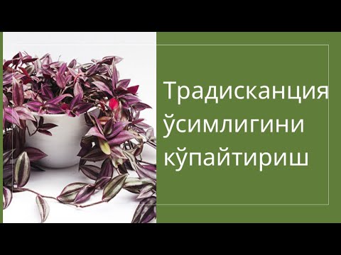 Видео: Традисканция кўпайтириш