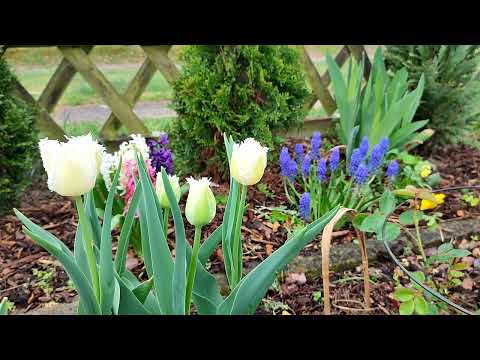 Видео: Как перезимовали розы в горшках🥀